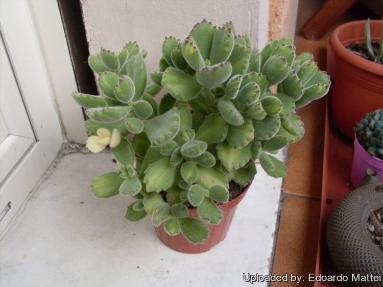 Cotyledon tomentosa Cotyledon tomentosa