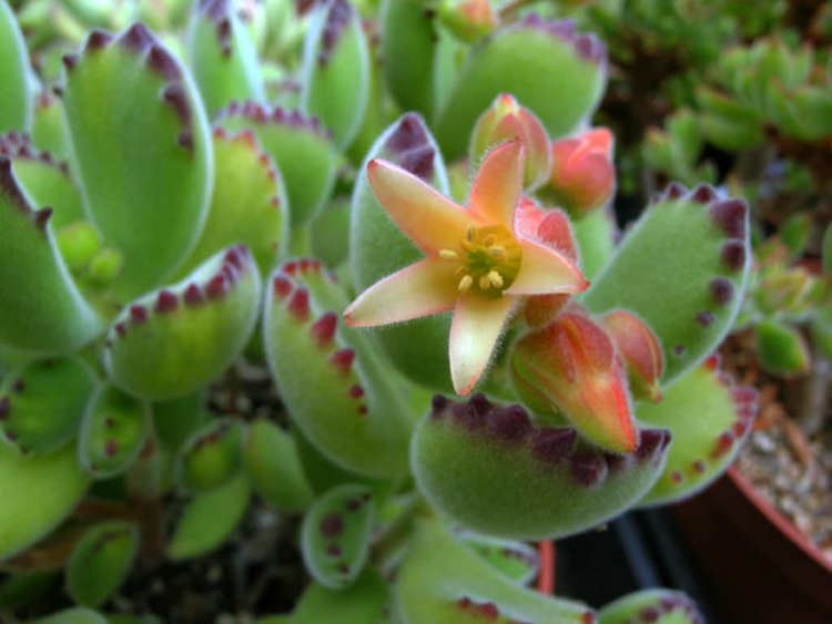 Cotyledon tomentosa Cotyledon tomentosa Bear39s Paw World of Succulents