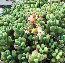 Cotyledon tomentosa Cotyledon tomentosa Wikipedia