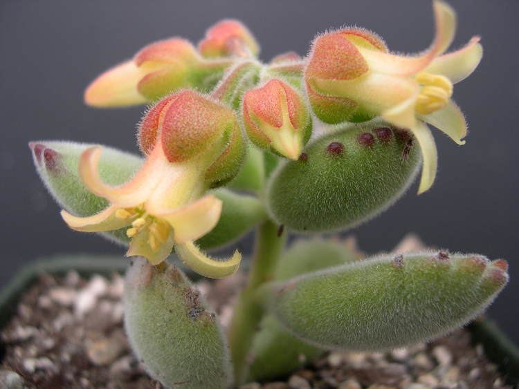 Cotyledon tomentosa Cotyledon tomentosa 2