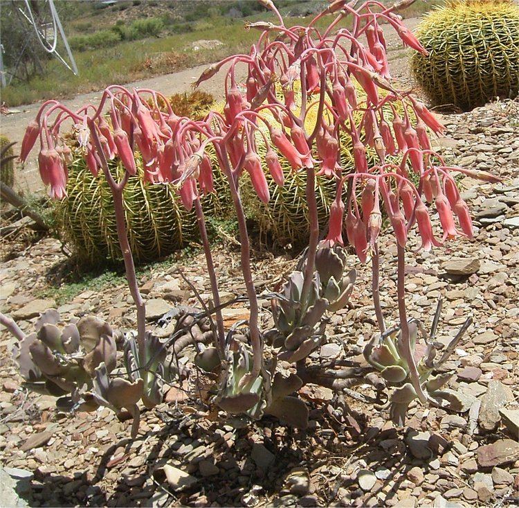 Cotyledon undulata Desert Plants and Wild Flowers Images Cotyledon undulata