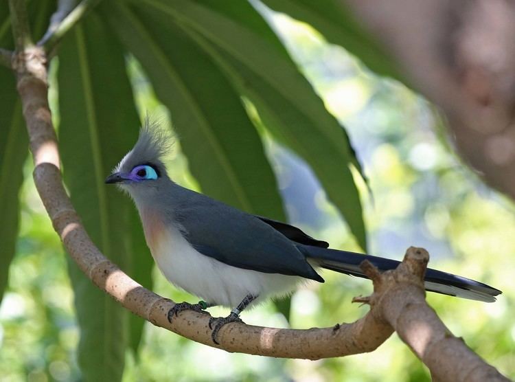 Coua Pictures and information on Crested Coua