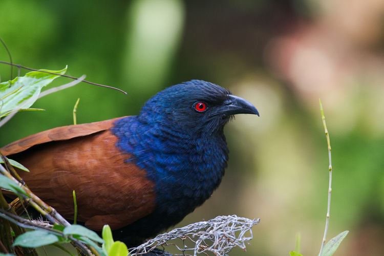 Coucal Dev Wijewardane Photography The Greater Coucal