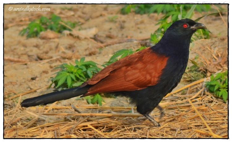 Coucal The Greater Coucal Or Crow Pheasant Centropus sinensis Pictures