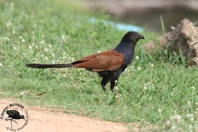 Coucal Greater Coucal