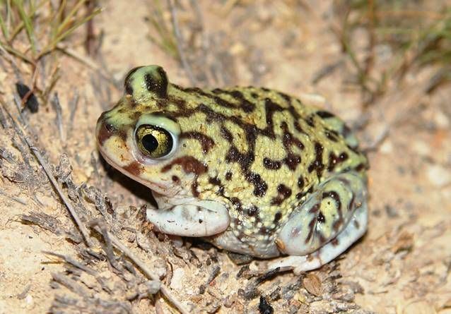 Couch's spadefoot toad Couch39s spadefoot toad 17 animals amazingly adapted to thrive in