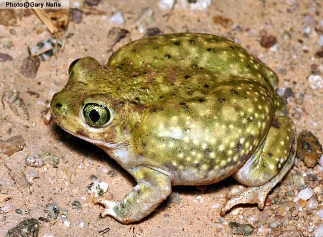 Couch's spadefoot toad Couch39s Spadefoot Scaphiopus couchii Amphibians of Arizona