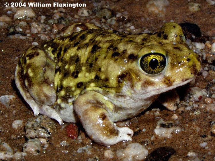 Couch's spadefoot toad Couch39s Spadefoot Scaphiopus couchii
