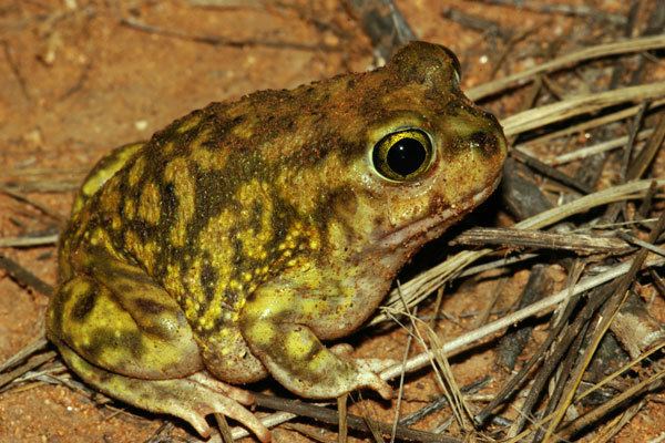 Couch's spadefoot toad Wild Herps Couch39s Spadefoot Scaphiopus couchii
