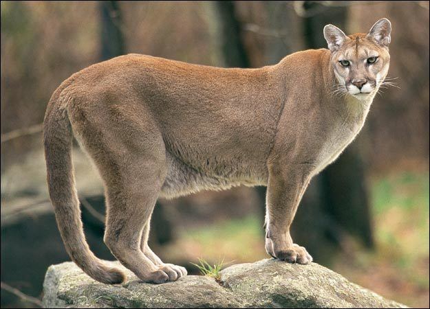 scientific name of cougar