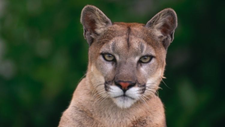 Cougar Jogger uses rock to battle cougar in Vancouver Island attack