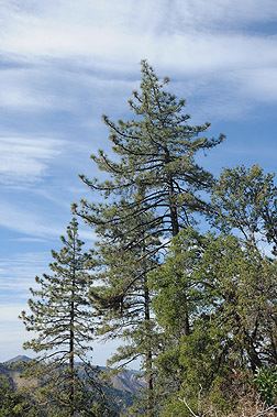 Coulter pine Pinus coulteri Fact Sheet