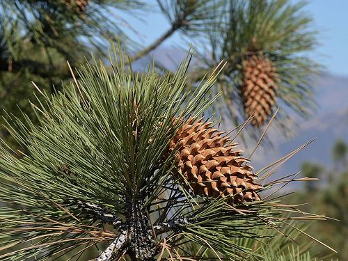 Coulter pine Coulter Pine Los Padres ForestWatch