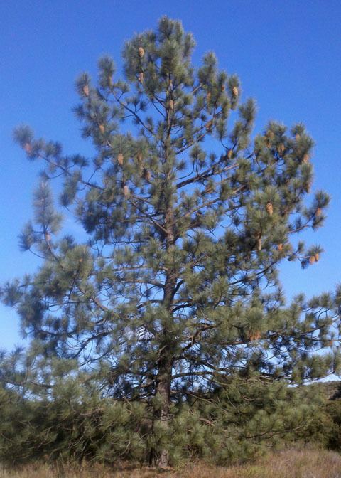Coulter pine Coulter Pine Pinus coulteri