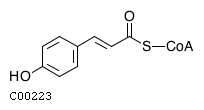 Coumaroyl-CoA wwwgenomejpFigcompoundC00223gif