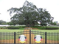 Council Oak Tree (Hollywood, Florida) httpsuploadwikimediaorgwikipediacommonsthu