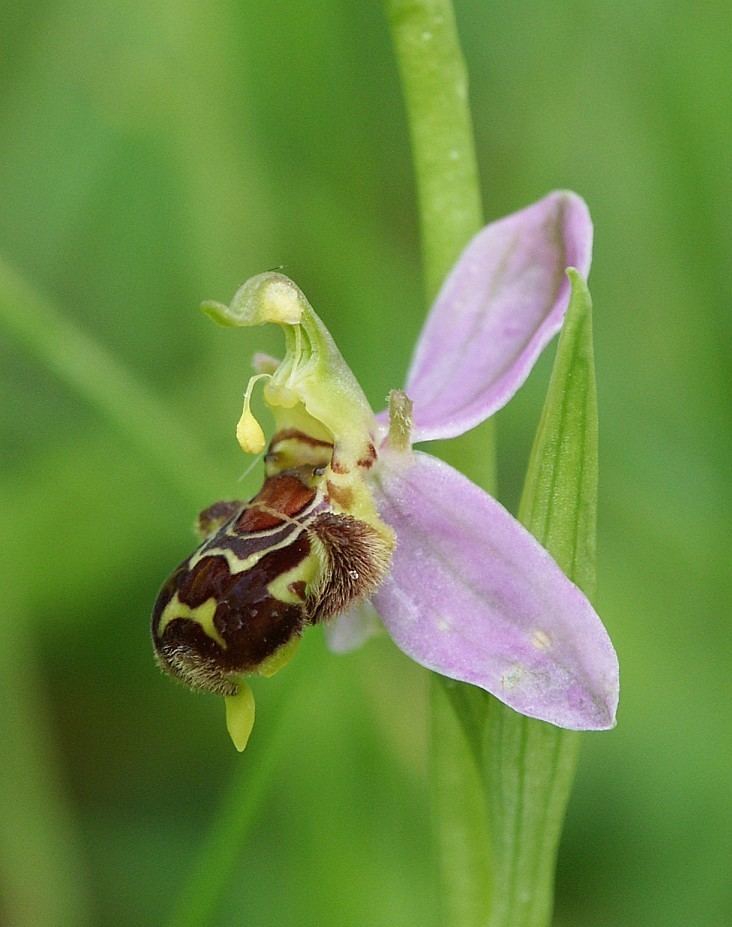 County flowers of the United Kingdom