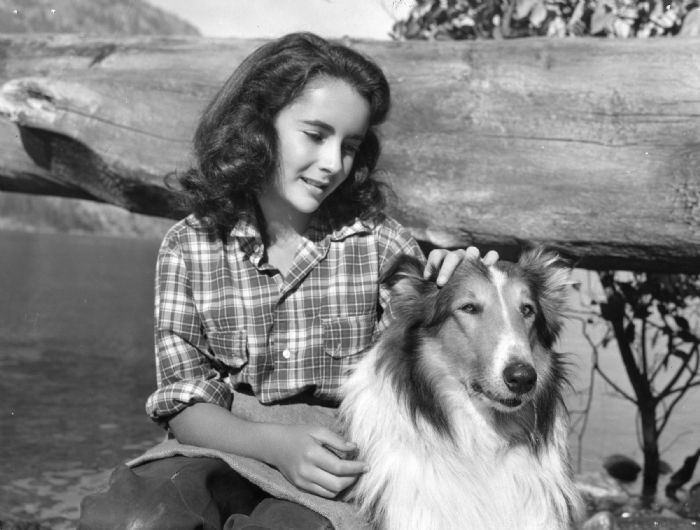Courage of Lassie Lassie famous dog from Hollywood DoDogs