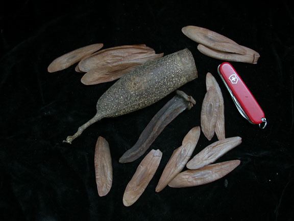 Couratari guianensis The Brazil Nut