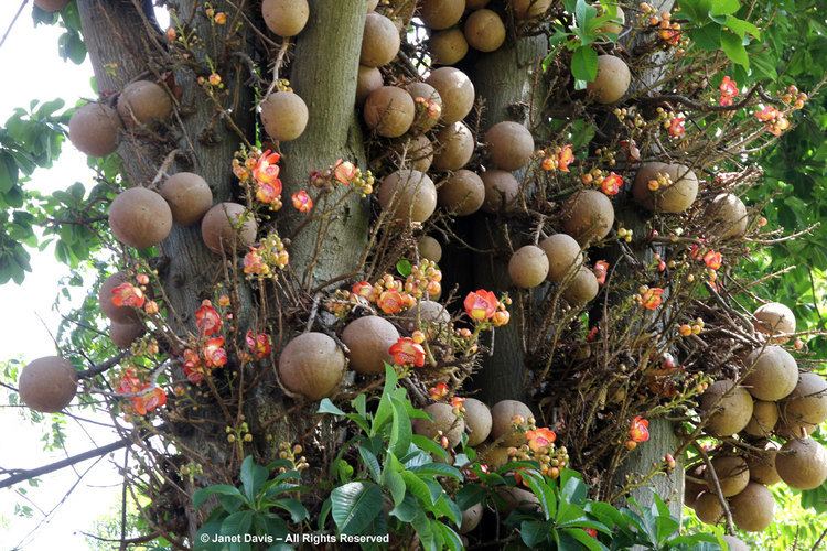 Couroupita guianensis Couroupita guianensisFruit Janet Davis Explores Colour