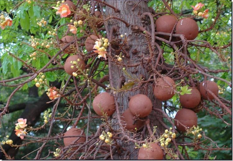 Couroupita guianensis Couroupita guianensis Tree