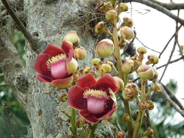 Couroupita guianensis Couroupita guianensis Useful Tropical Plants