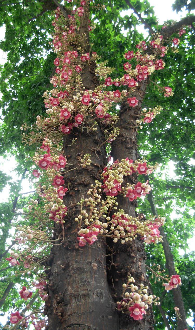 Couroupita guianensis Couroupita guianensis Images Useful Tropical Plants