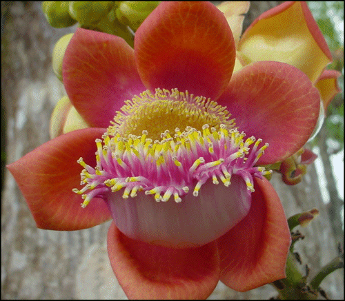 Couroupita guianensis Cannonball Tree Couroupita guianensis