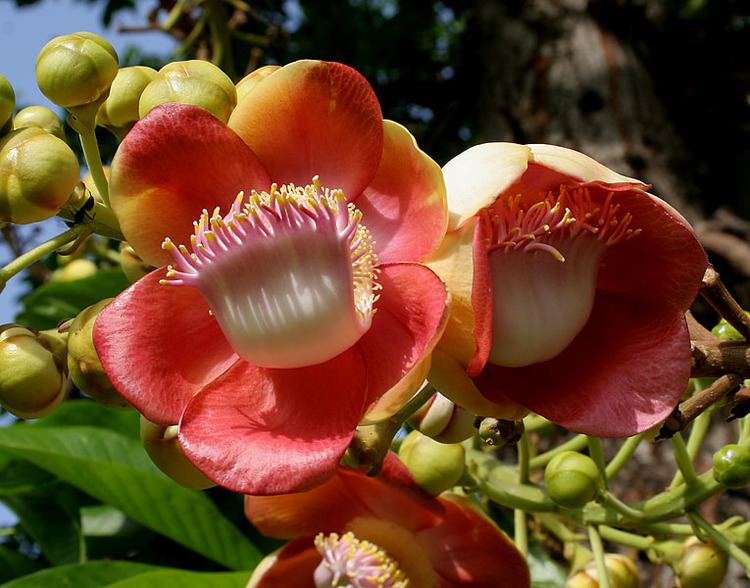 Couroupita guianensis Talking about Interior Design TREE COUROUPITA GUIANENSIS or CANON