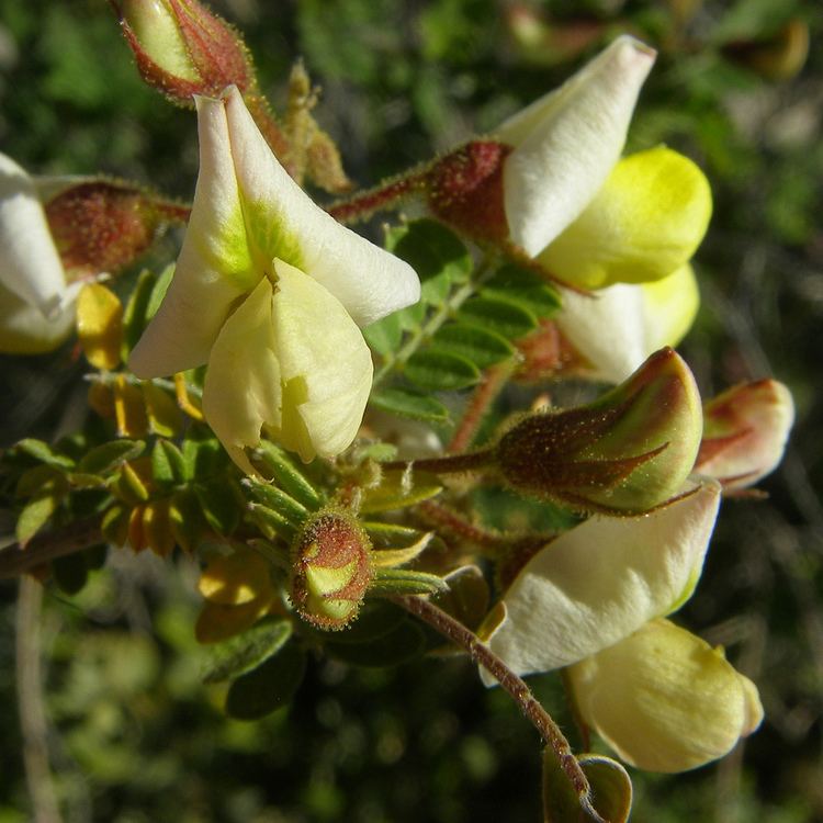 Coursetia SEINet Arizona Chapter Coursetia glandulosa