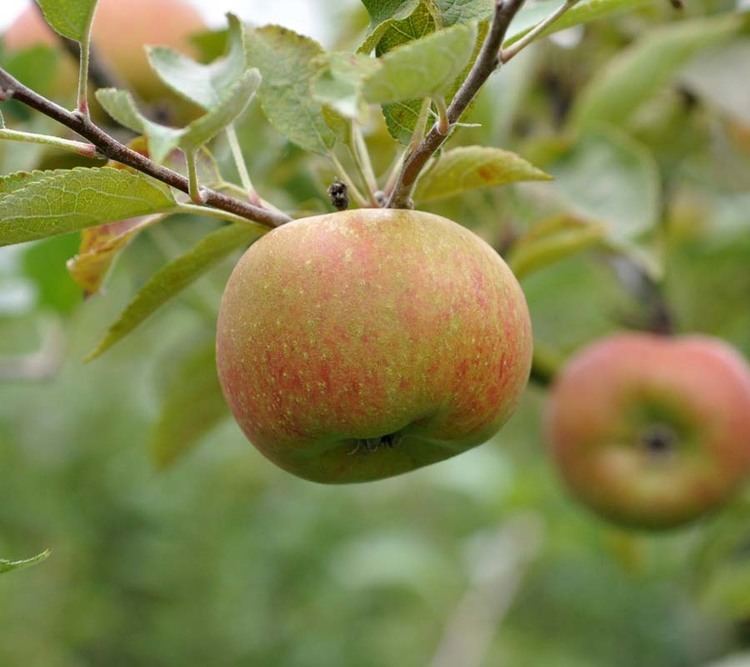 Court Pendu Plat Court Pendu Plat Apple Wise Apple Heirloom apple variety