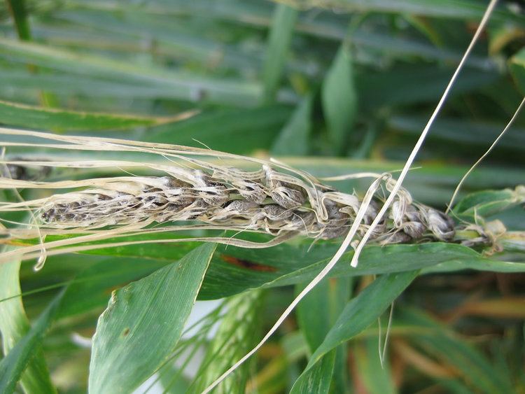 Covered smut (barley) COVERED SMUT OF BARLEY