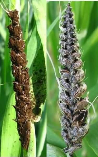 Covered smut (barley) Barley diseases and their management Krishisewa