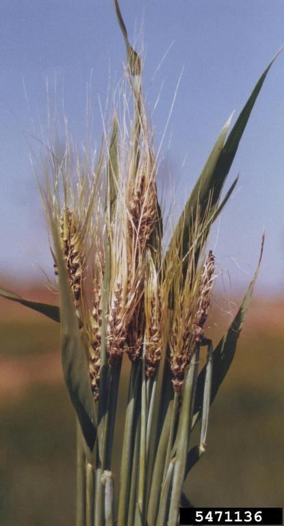 Covered smut (barley) covered smut Ustilago hordei on barley Hordeum vulgare 5471136