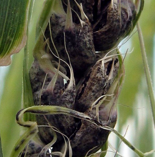 Covered smut (barley) Diagnosing covered smut in barley Department of Agriculture and Food