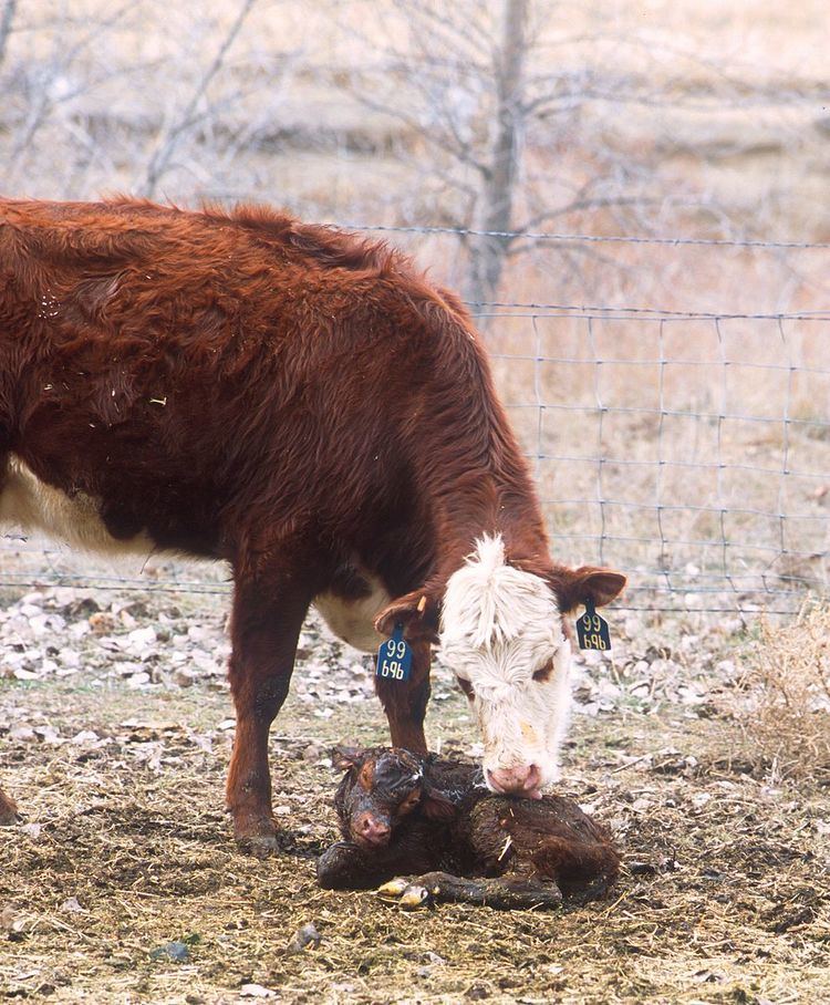 Cow-calf operation