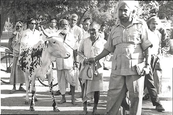 Gandhi and the paradoxes of cow preservation