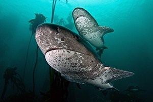 Cow shark 7 Gill Cow Shark Diving Cape Town Dive Tours Shark Bookings