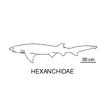 Cow shark fishesofaustralianetauimagesfamilyhexanchidaegif
