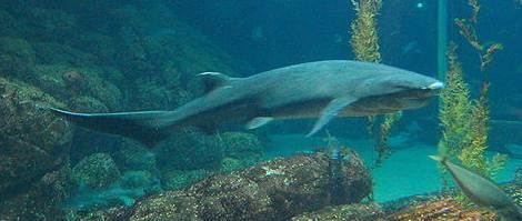 Cow shark Cow Shark