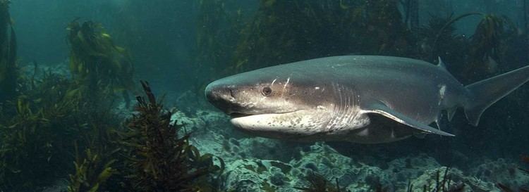 Cow shark Scuba dive with cow sharks Scuba Dive Courses Cape Town