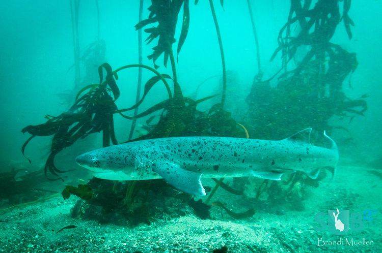 Cow shark Cow Sharks Scuba Diving Blog