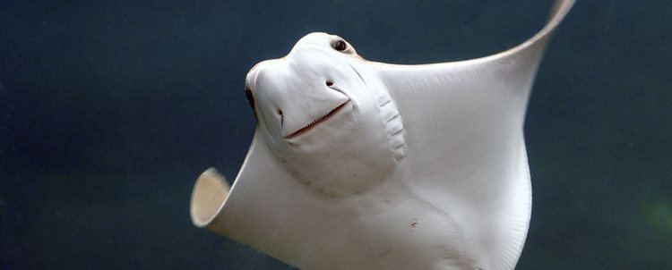 Cownose ray 5 Interesting Racts About Cownose Rays Hayden39s Animal Facts