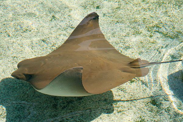 Cownose ray Aquarium of the Pacific Online Learning Center Pacific Cownose Ray
