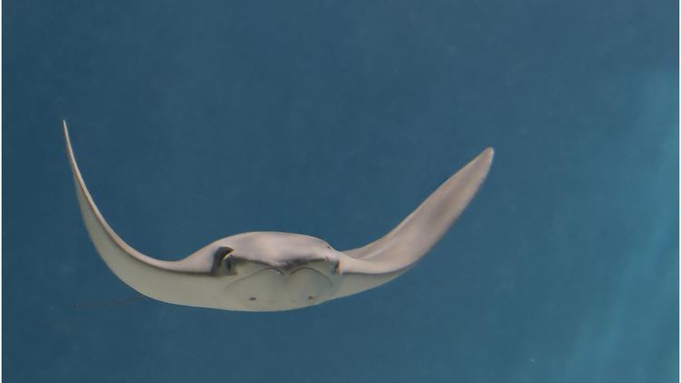 Cownose ray Cownose ray Open Waters Fishes Rhinoptera bonasus at the Monterey