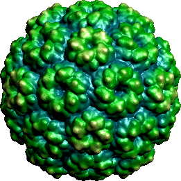Cowpea chlorotic mottle virus 2012igemorgwikiimagesaaa1cwpPNG