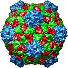 Cowpea mosaic virus Johnson Lab