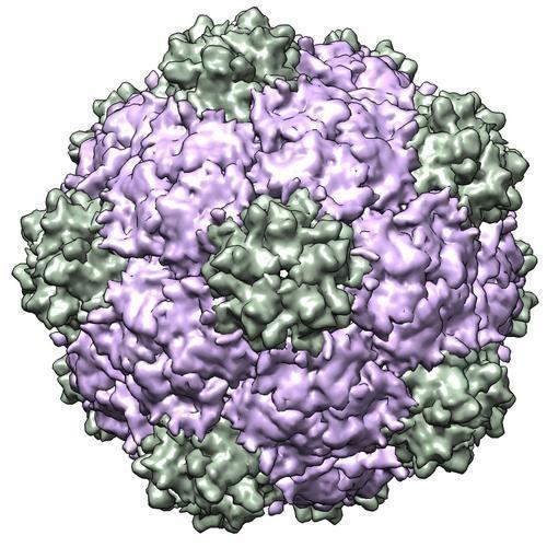 Cowpea mosaic virus RCSB PDB 5A33 Electron cryomicroscopy of Cowpea Mosaic Virus