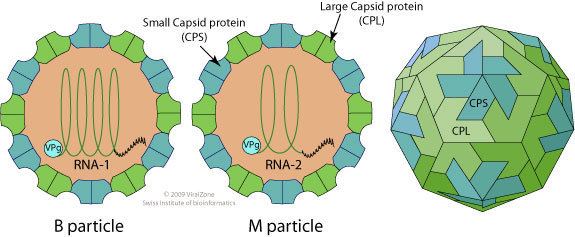 Cowpea mosaic virus ViralZone Comovirus