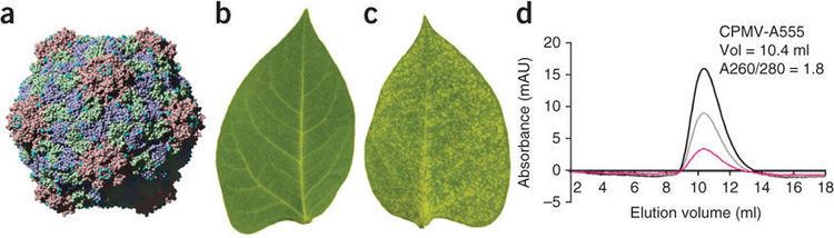 Cowpea mosaic virus Figure 1 Intravital imaging of embryonic and tumor neovasculature